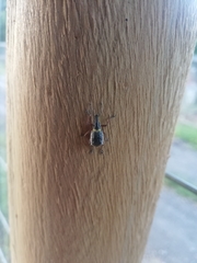 Hybreoleptops tuberculifer