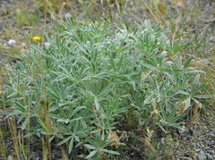 Lupinus kuschei