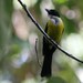 White-throated Shrike-Tanager - Photo (c) Oscar Johnson, some rights reserved (CC BY-NC-ND), uploaded by Oscar Johnson