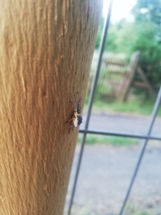 Hybreoleptops tuberculifer