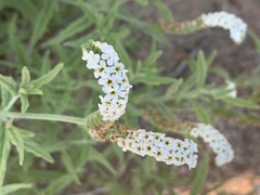 Heliotropium steudneri