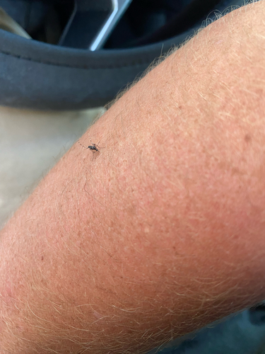 Unknown species found near Turbine Dr, Orlando, FL, US