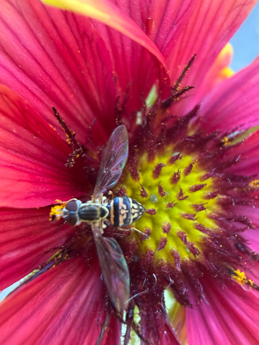 Unknown species found near South Carolina, US