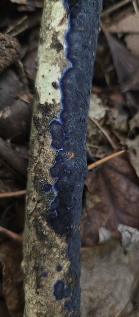 Terana coerulea · November 2025 · photo: © benfungi (iNaturalist, cc-by)