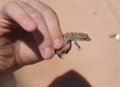 Mediodactylus orientalis