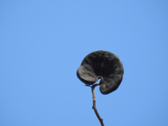 Enterolobium