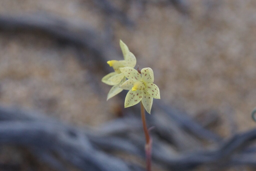Thelymitra sargentii