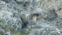 Marmota camtschatica