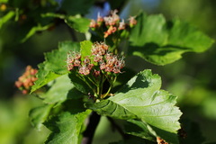 Crataegus chlorosarca
