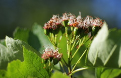 Crataegus chlorosarca