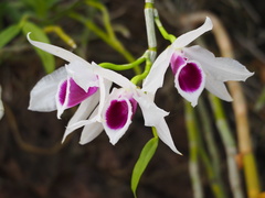 Dendrobium anosmum