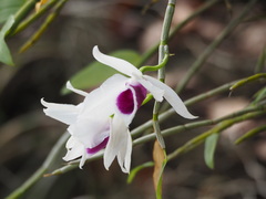 Dendrobium anosmum