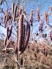 Alnus glutinosa barbata