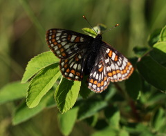 Euphydryas iduna