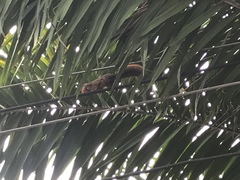 Sciurus granatensis