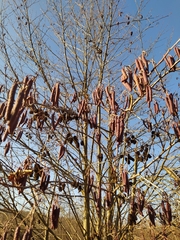 Alnus glutinosa barbata