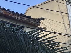Sciurus granatensis
