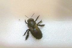 Xylocopa splendidula