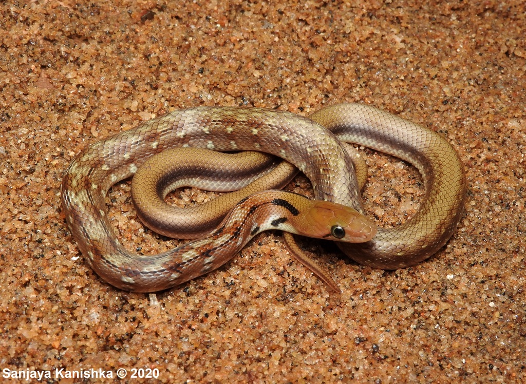 Common Indian trinket snake (Coelognathus helena helena) - Snakes and ...