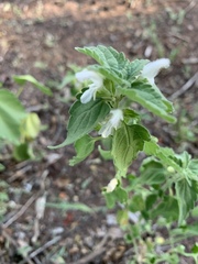 Leucas glabrata