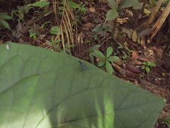 Micropezidae
