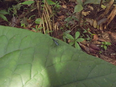 Micropezidae