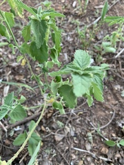 Leucas glabrata