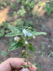 Leucas glabrata