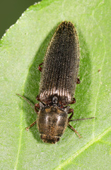Hemicrepidius hemipodus