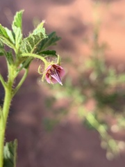 Hermannia boraginiflora