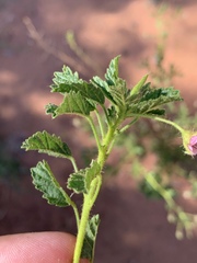 Hermannia boraginiflora