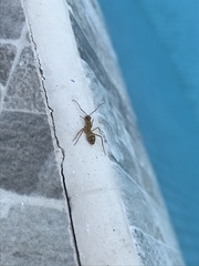 Camponotus conspicuus