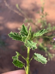 Hermannia boraginiflora