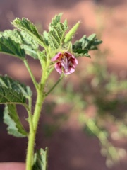 Hermannia boraginiflora