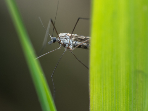 Unknown species found near Ravenswood, Chicago, IL, USA