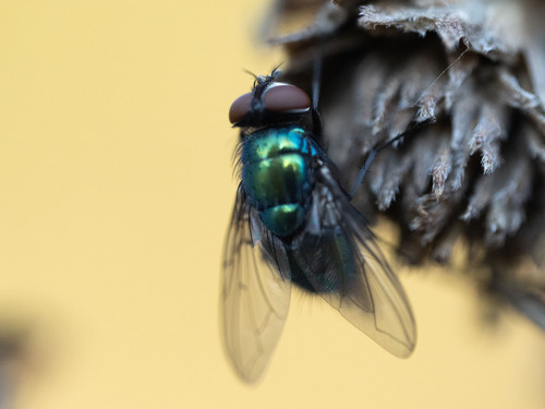 Unknown species found near Ravenswood, Chicago, IL, USA