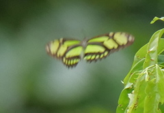 Philaethria dido