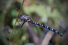 Archaeosynthemis leachii