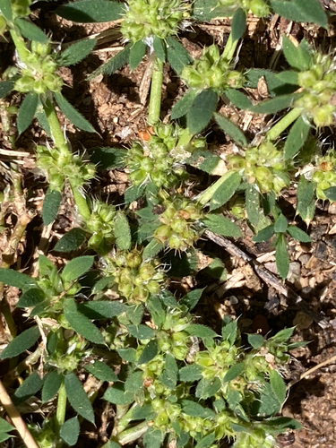 Paronychia brasiliana