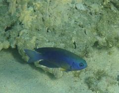 Pomacentrus caeruleus