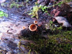 Ciboria amentacea