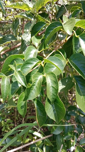 Yellow-flowered Wonga Vine (Pandorea floribunda)