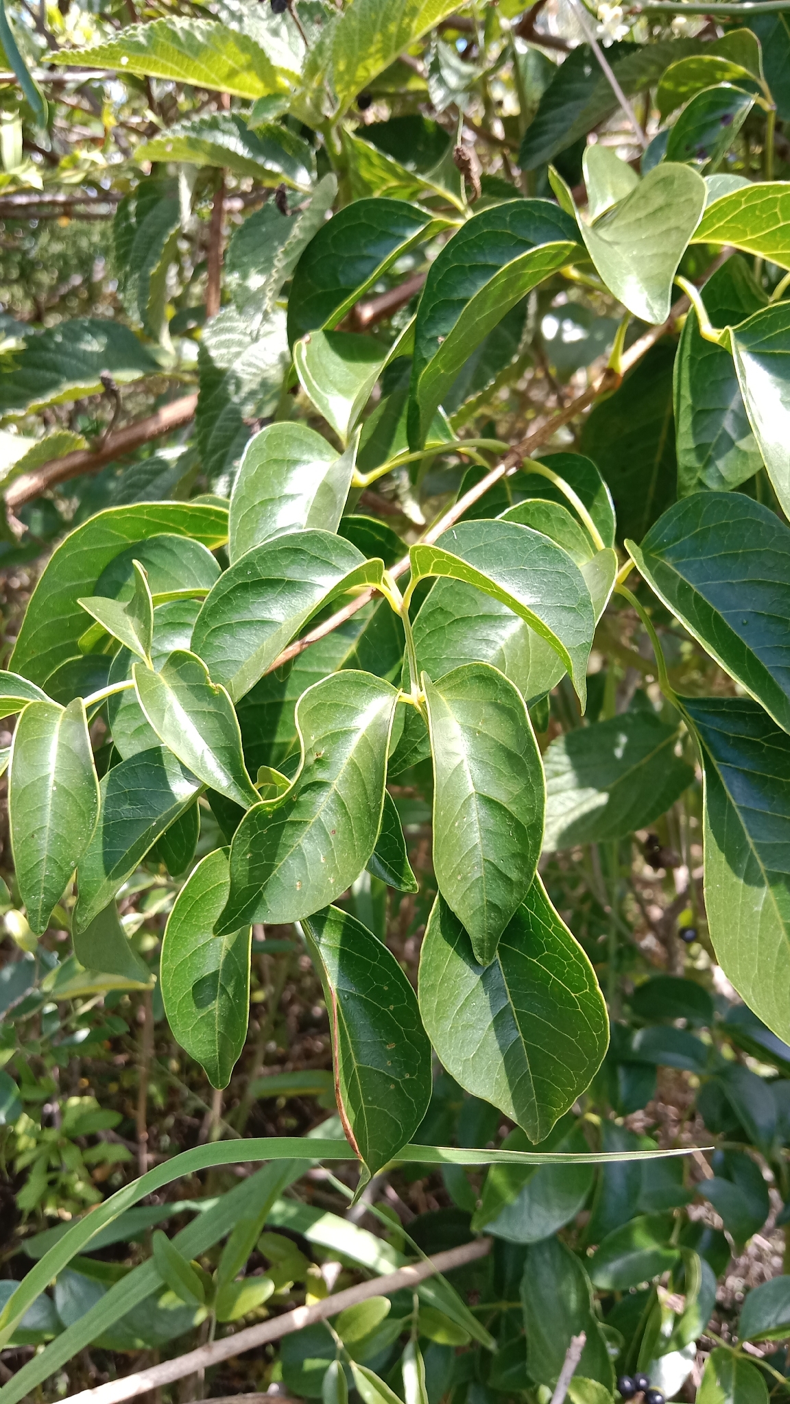 Yellow-Flowered Wonga Vine (Pandorea floribunda)