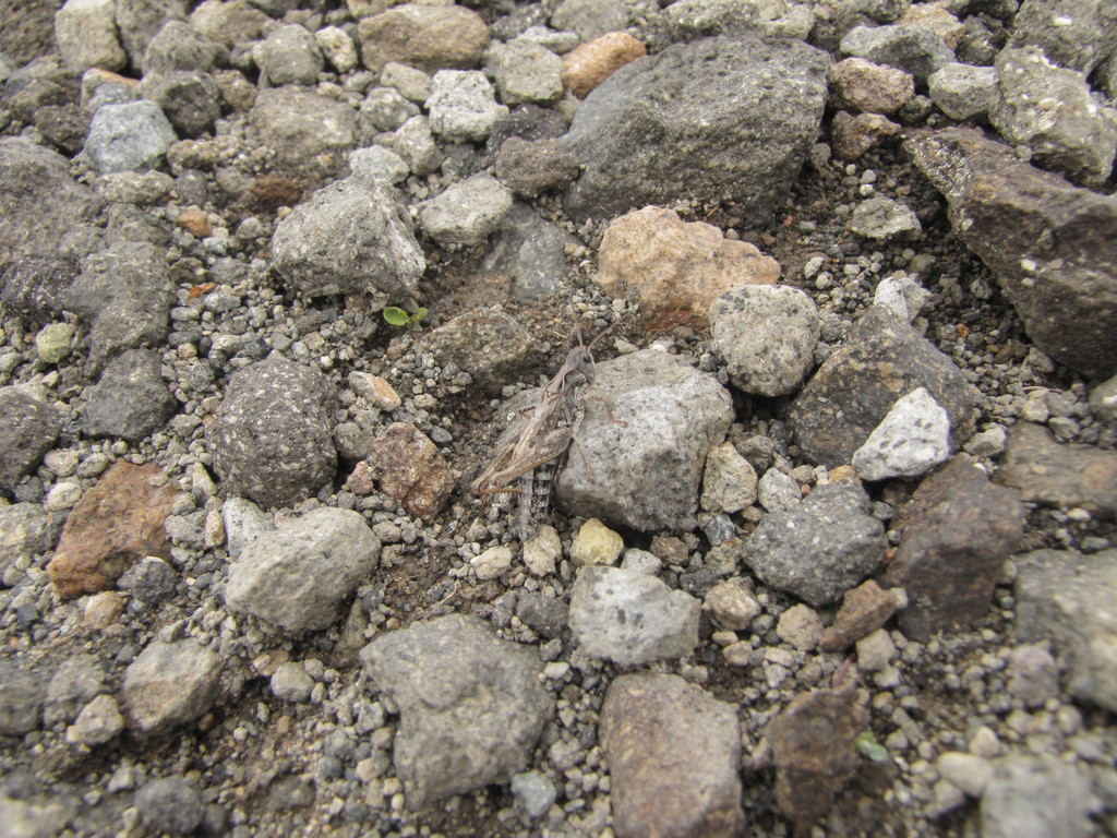 Aeropedellus variegatus
