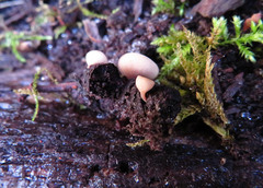 Ciboria amentacea
