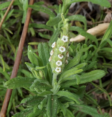 Lavandula viridis