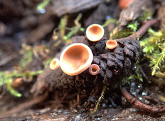 Ciboria amentacea