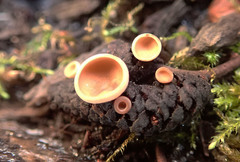 Ciboria amentacea