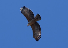 Nisaetus nipalensis