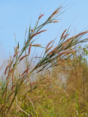 Cenchrus setosus